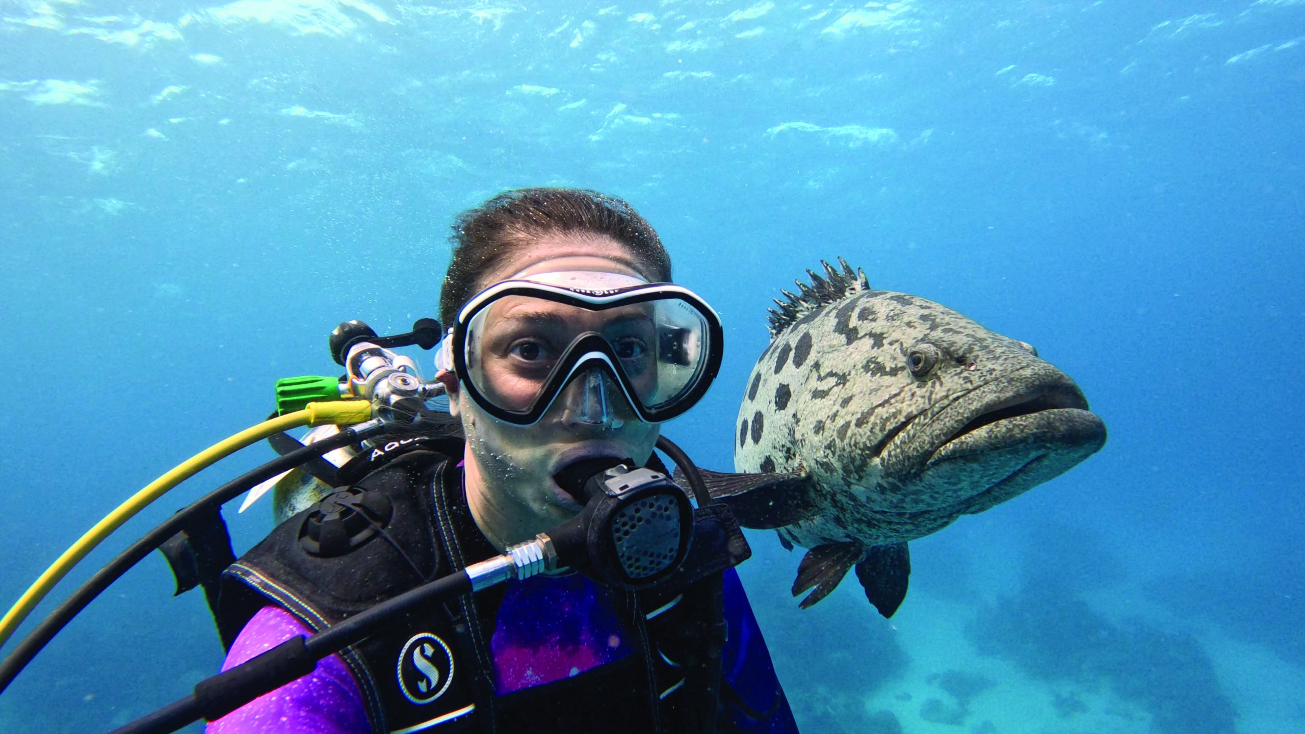 Read more about the article Diving the Great Barrier Reef