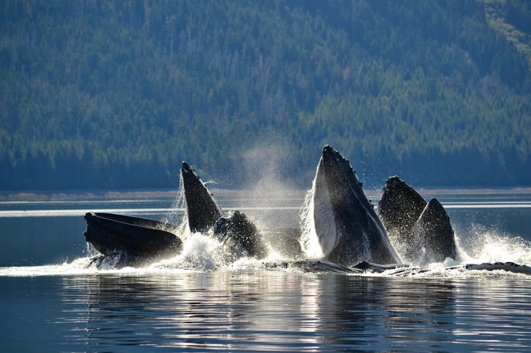 Read more about the article Southeast Alaska: The Wilderness Between the Wake