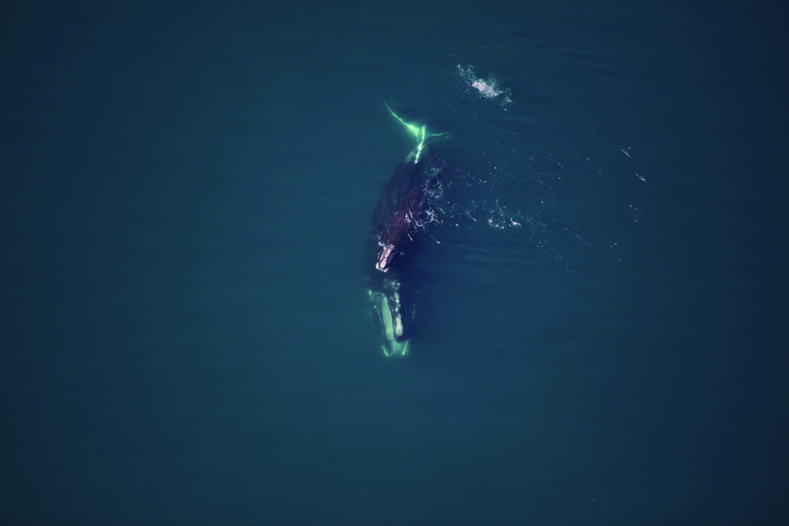 Read more about the article Help Save an Endangered Species—and Protect Your Boat—with the Whale Alert App